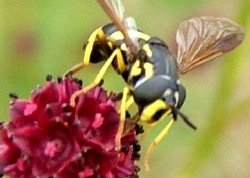 Hoverflies