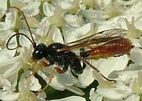 Ichneumon and sawflies