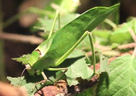 Katydids