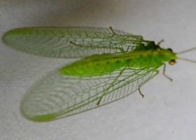 Lacewings