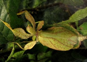 Leaf Insects