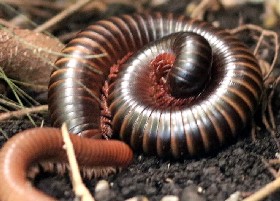 myriapods