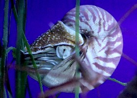 Marine Molluscs