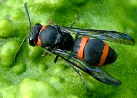 Ichneumons