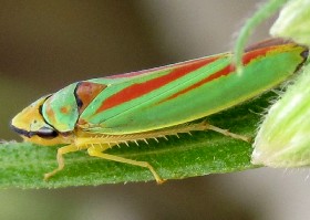 Leafhoppers