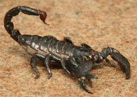 Scorpions and arachnids