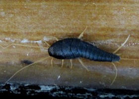 silverfish