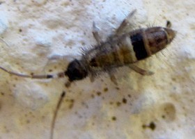 Springtail Orchesella cincta