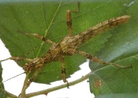 Stick Insects