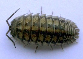 Isopods