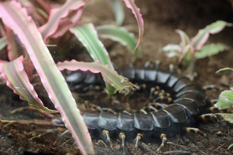 Amazonian Giant Centipede