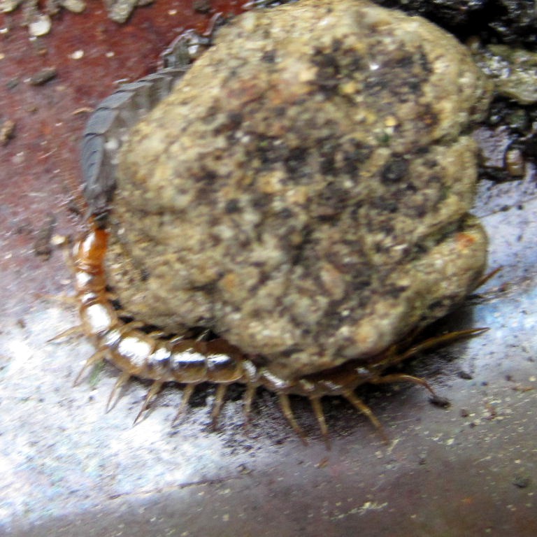 Brown Centipede