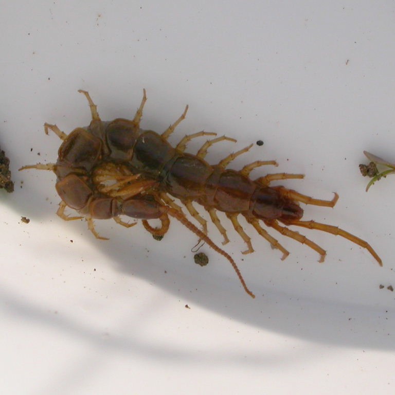 Brown Centipede