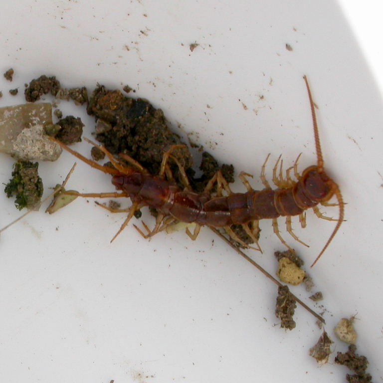 Brown Centipede