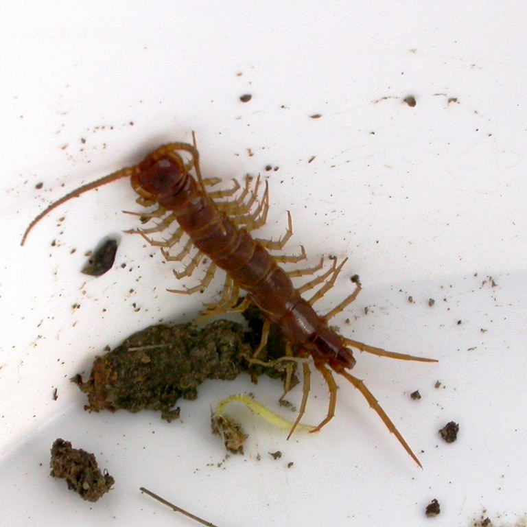 Brown Centipede