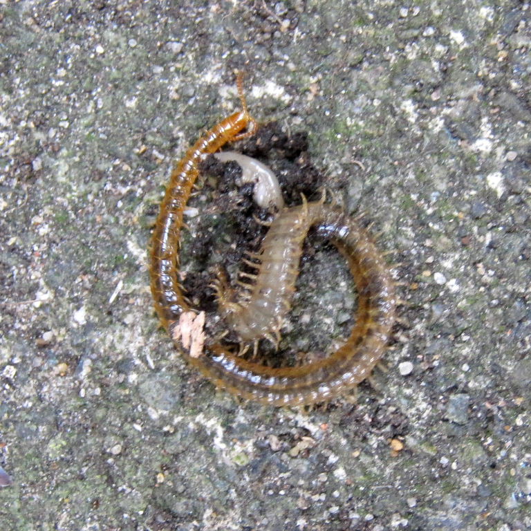 carpophagus Soil Centipede