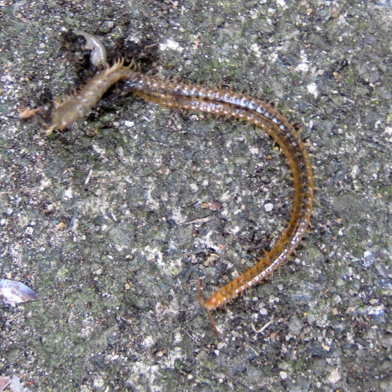 carpophagus Soil Centipede