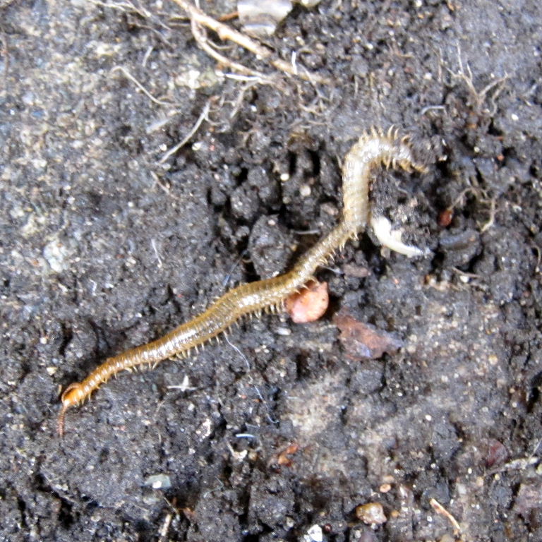 carpophagus Soil Centipede