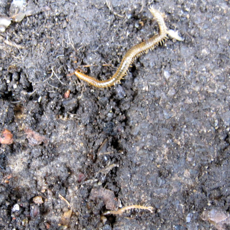 carpophagus Soil Centipede