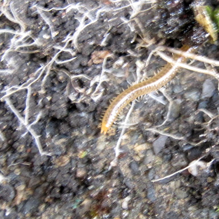 carpophagus Soil Centipede