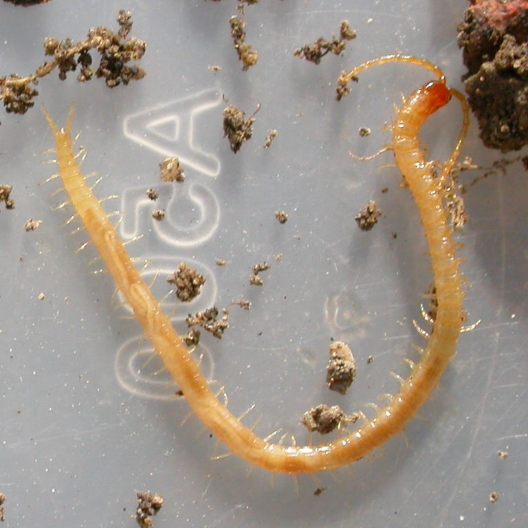 Long-horned Soil Centipede