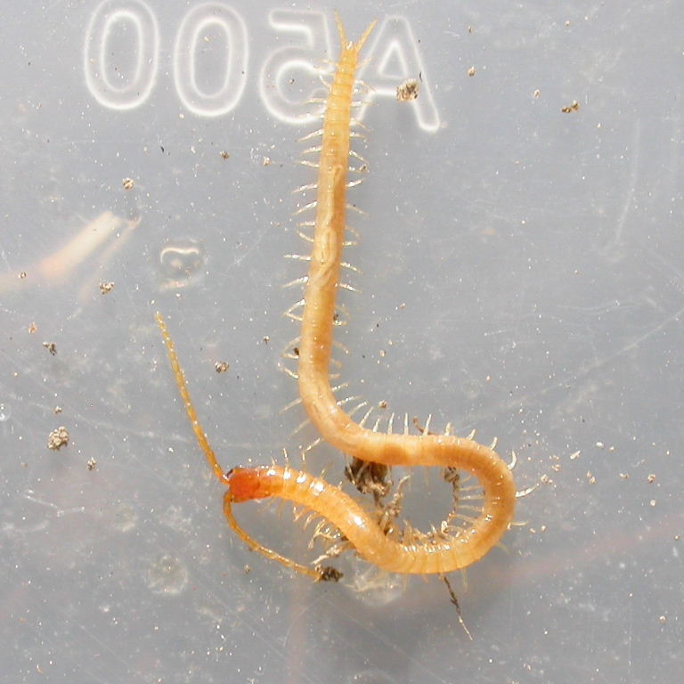 Yellow Soil Centipede