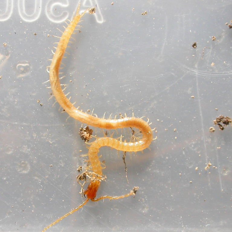 Long-horned Soil Centipede