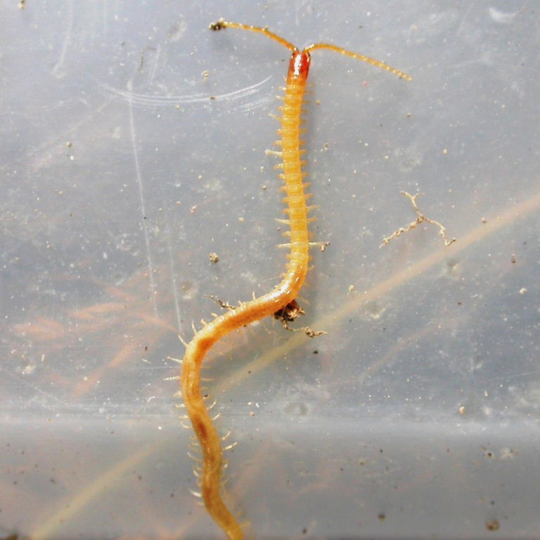 Yellow Soil Centipede