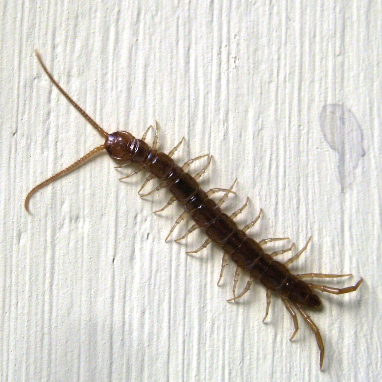 House Centipede