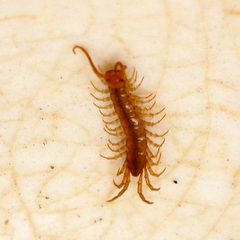 House Centipede
