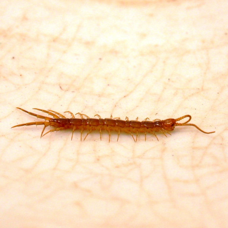 House Centipede