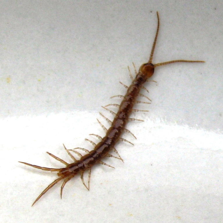 House Centipede