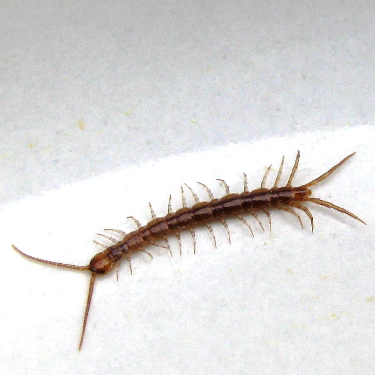 House Centipede