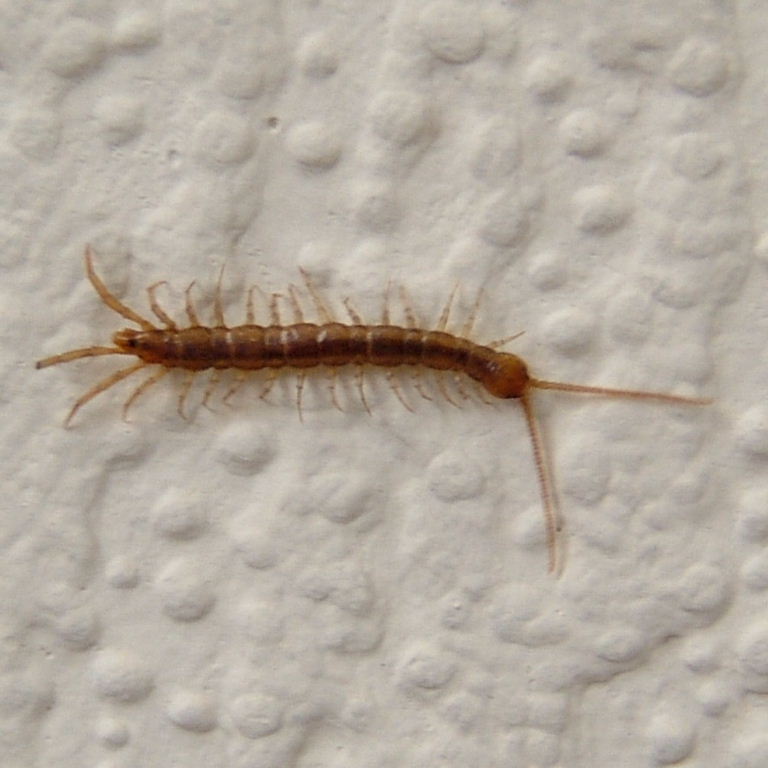 House Centipede
