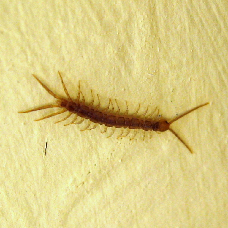 House Centipede