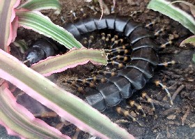 Giant Amazon Centipede