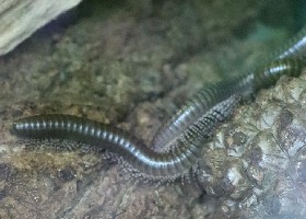 (Ghana) Long-legged/Speckled-leg Millipede