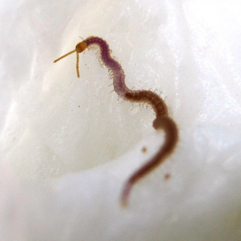 Strigamia acuminata Centipede