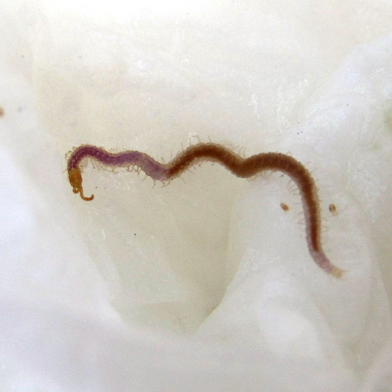 Strigamia acuminata Centipede