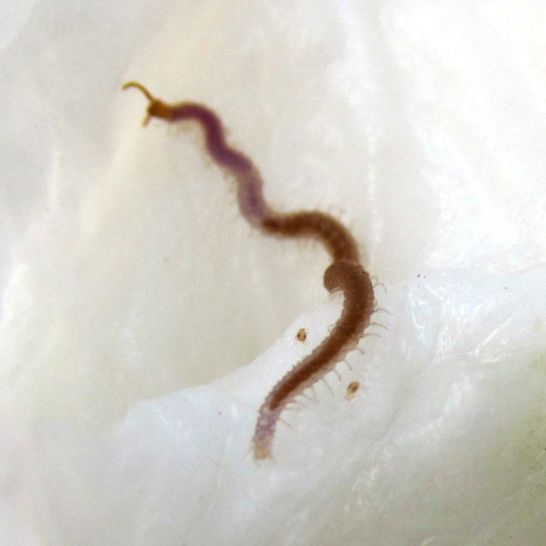 Strigamia acuminata Centipede