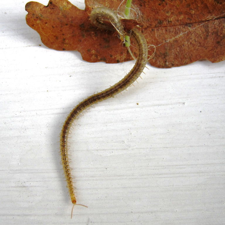 Henia vesuviana Centipede