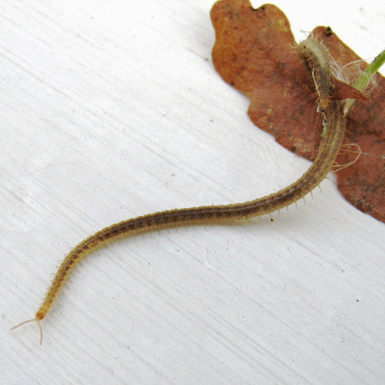 Henia vesuviana Centipede