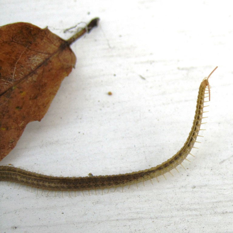 Henia vesuviana Centipede