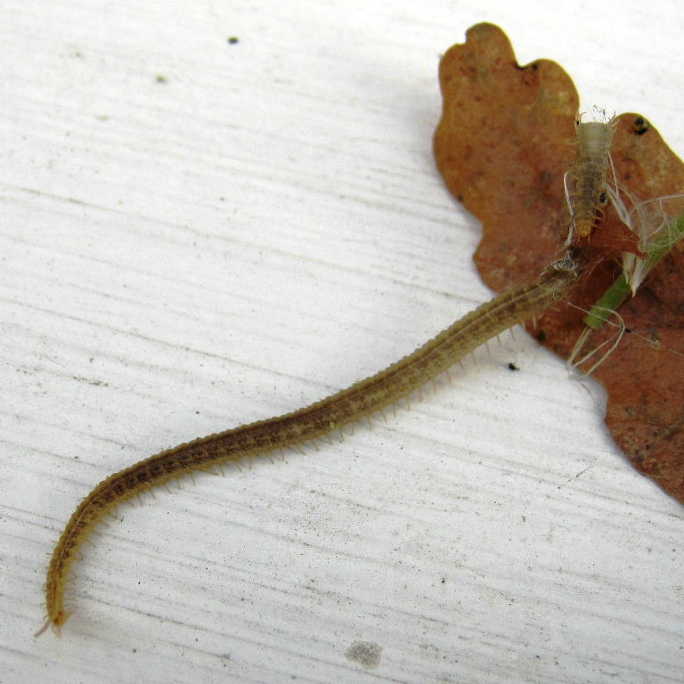 Henia vesuviana Centipede