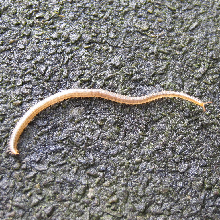 Henia vesuviana Centipede