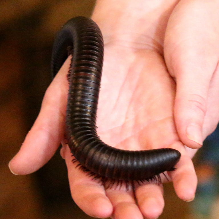 Giant African Millipede