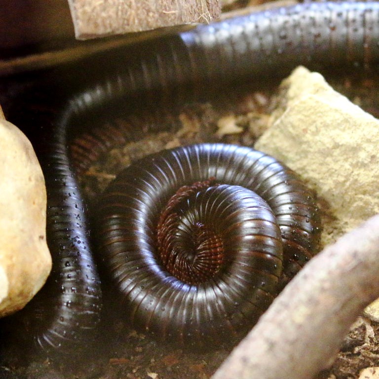Giant African Millipede