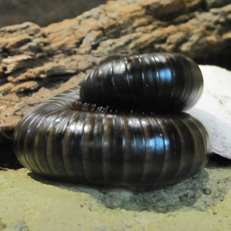 Giant African Millipede
