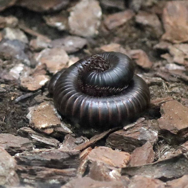 Giant African Millipede