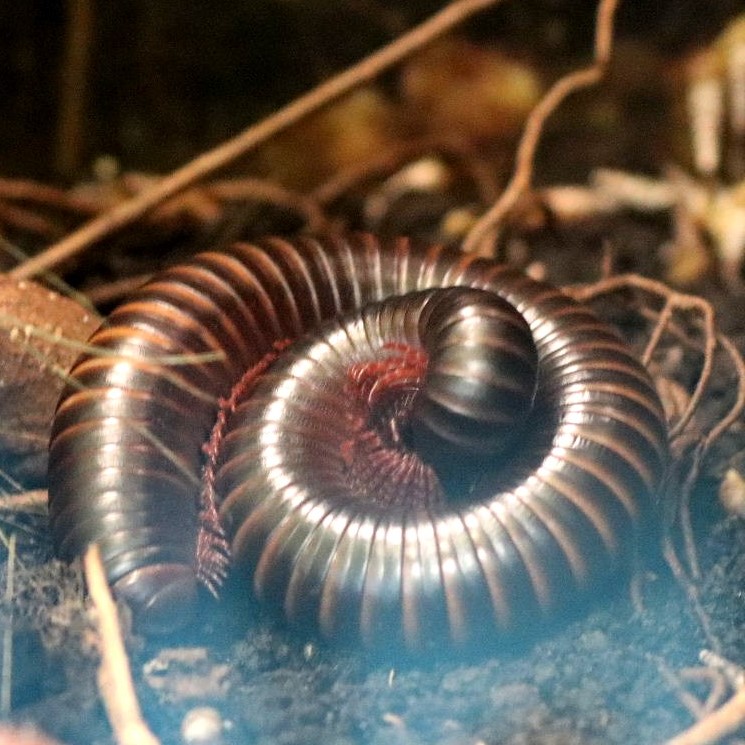 Giant African Millipede